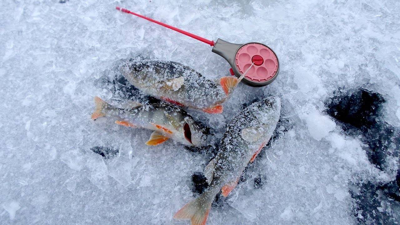 Зимняя рыбалка по первому льду: советы бывалых :: syl.ru