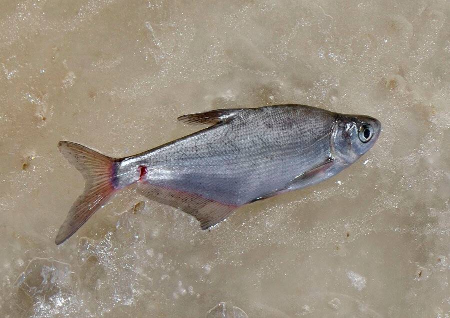 Белоглазка фото и описание – каталог рыб, смотреть онлайн