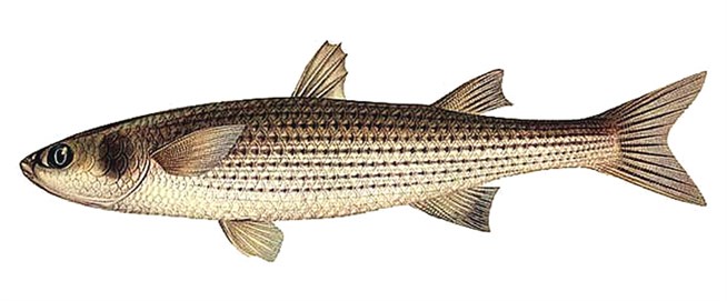 Рыба лобан или черная кефаль — самая крупная из серых кефалей