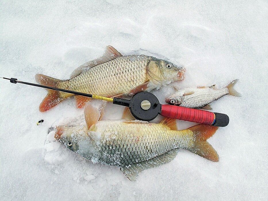 Ловля карася зимой на мормышку (21 фото): техника зимней рыбалки
