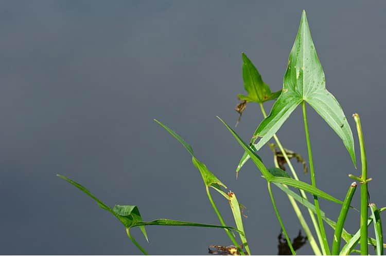 Аквариумное растение сагиттария: содержание и уход, виды и размножение