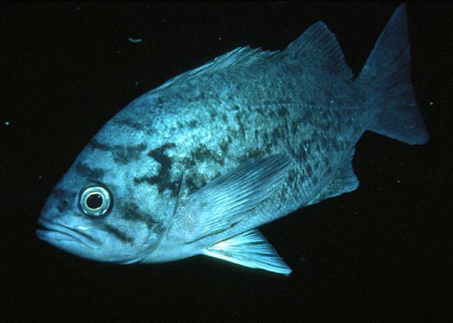 Морской окунь голубой фото и описание – каталог рыб, смотреть онлайн