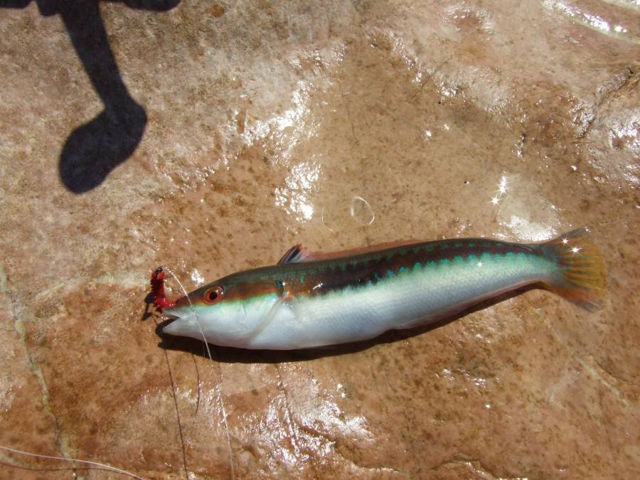 Рыба «морской карась-ласкирь» фото и описание