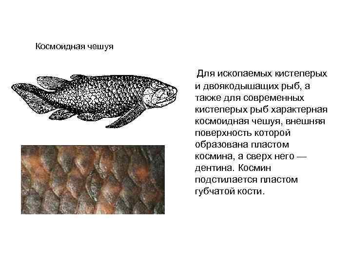 Рыбы без чешуи, их особенности, виды и названия | живность.ру