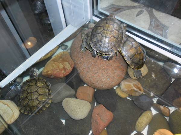 Узнаем что едят сухопутные черепахи в домашних условиях?