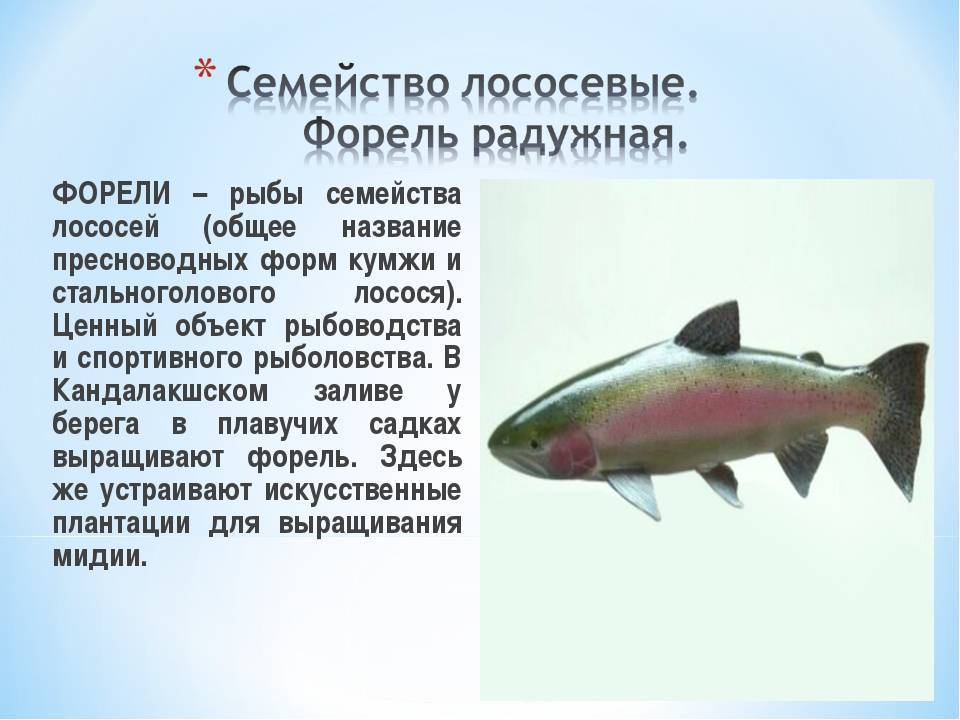 Все рыбы семейства лососевых: характеристика с фото