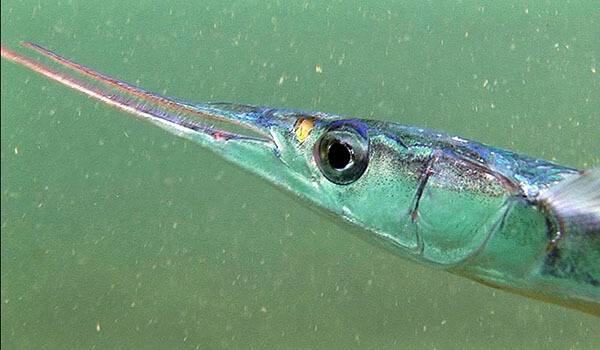 Рыба-игла: морская и пресноводная, описание и фото, нерест и отлов