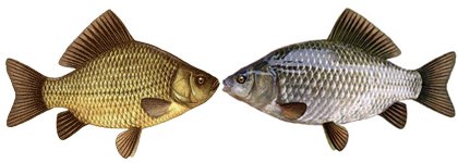 Виды карасей: их названия и описание с фото, как называется рыба с красными плавниками, как выглядит краснопёрый, чем отличается речной от озёрного