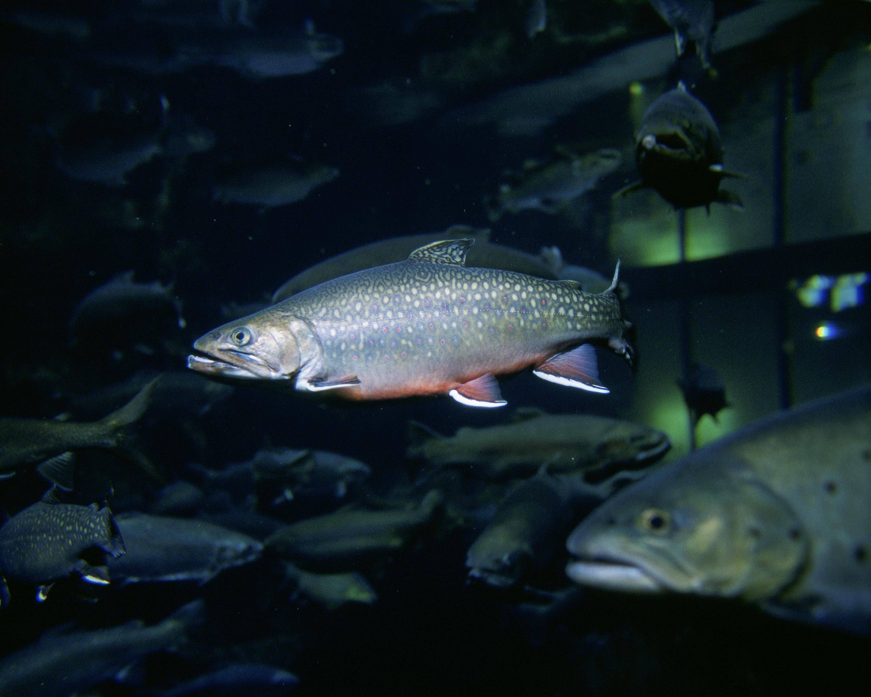 Палия – хищная рыба северных водоемов