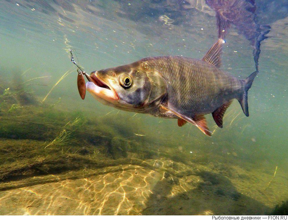 Жерех — распространенная рыба наших рек, но вот добыть его под силу далеко не каждому