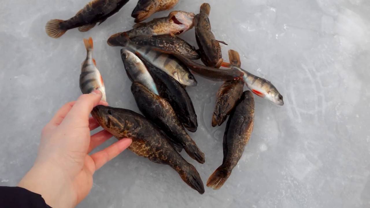 Ловля ротана зимой — снасти и приманки для подлёдной рыбалки
