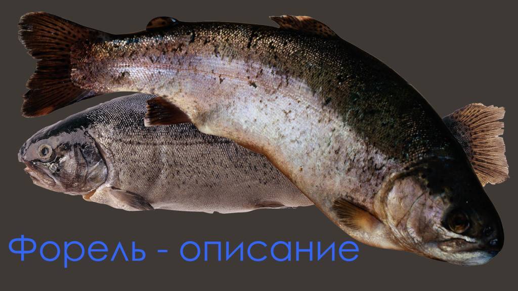 Форель севанская фото и описание – каталог рыб, смотреть онлайн