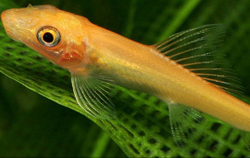 Гиринохейлус (аквариумная рыбка сом): виды (золотой, желтый), содержание и уход, совместимость водорослееда, питание креветками