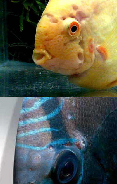 Гексамитоз у рыб - лечение в общем аквариуме