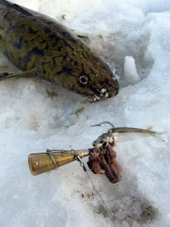 Ловля налима зимой и снасти для поимки рыбы на зимней рыбалке
