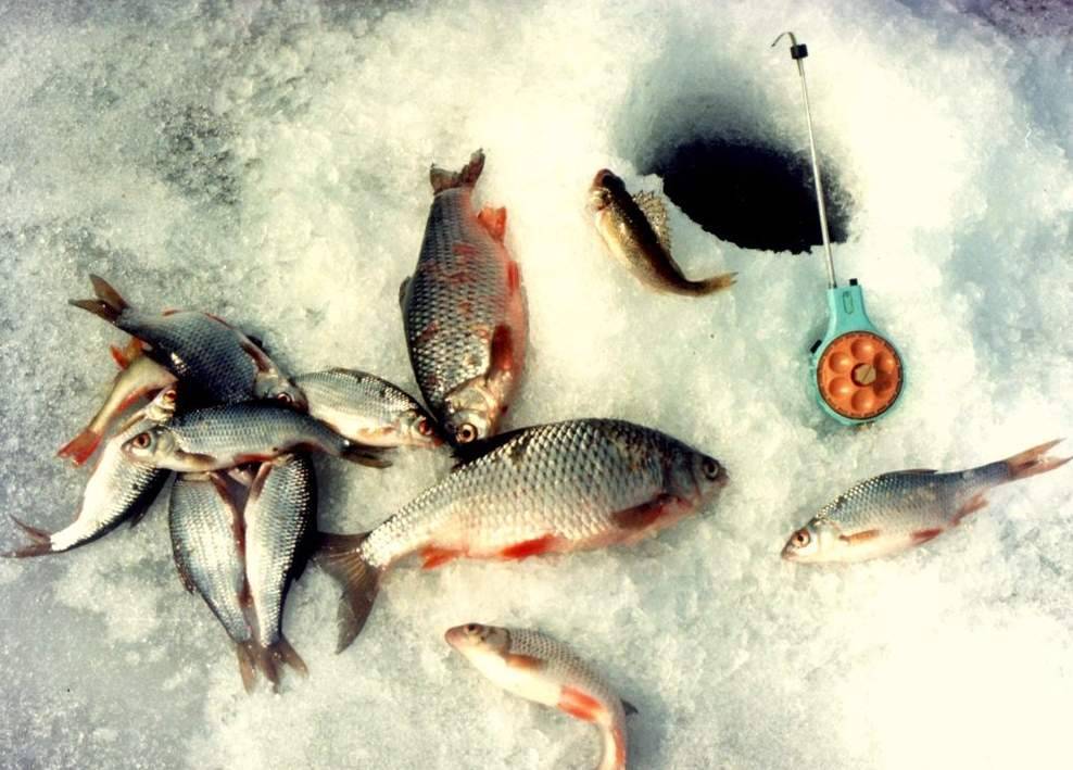 Густера — описание рыбы от а до я: места обитания, образ жизни, чем питается, как отличить от других рыб, враги, повадки (50 фото)