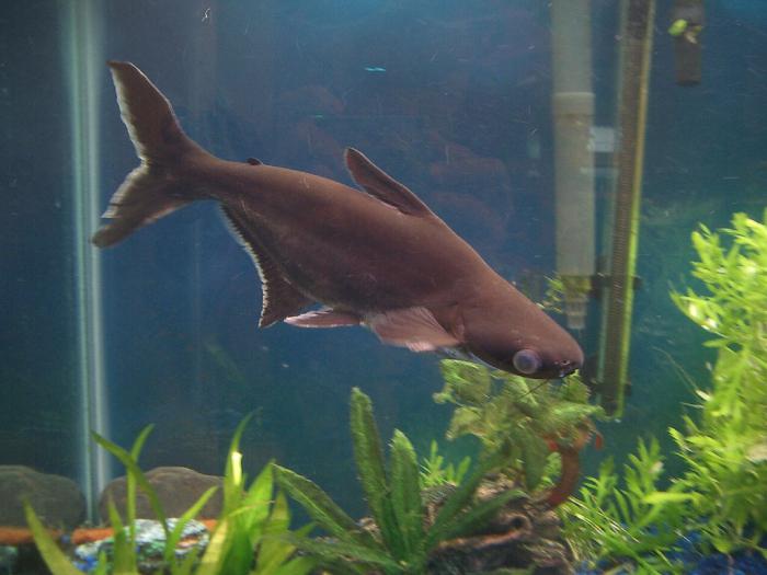 Акулий сом пангасиус содержание в аквариуме