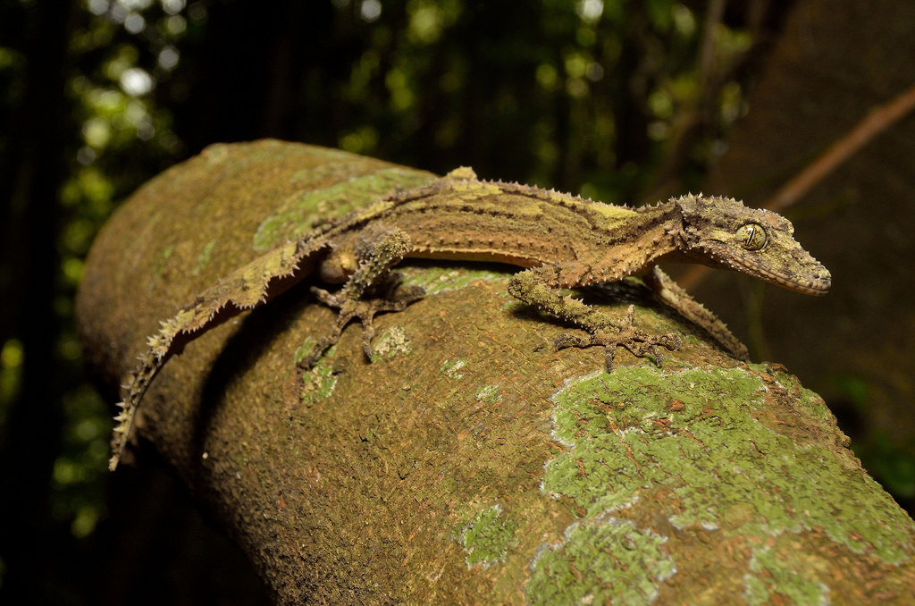 Геккон животное. описание, особенности, виды, образ жизни и среда обитания геккона | живность.ру