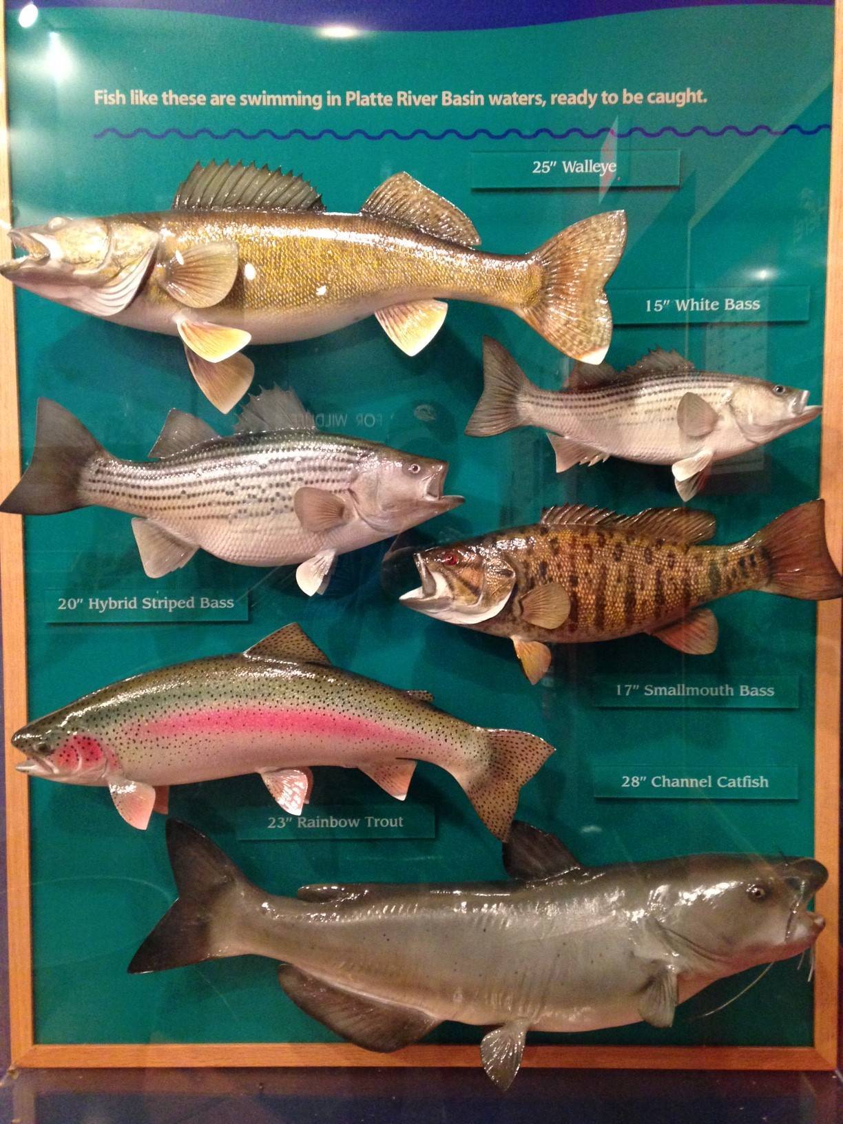 Толстолоб пестрый фото и описание – каталог рыб, смотреть онлайн