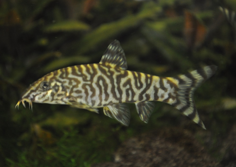 Боция мраморная: содержание аквариумных рыбок, правила ухода за ними, особенности размножения и кормления
