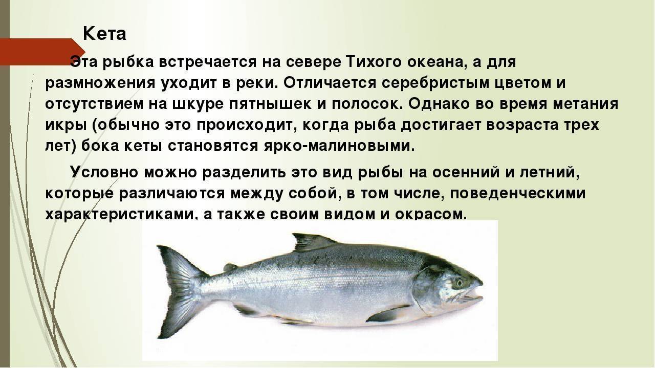 Рыба форель: где водится и чем питается, ее польза и вред