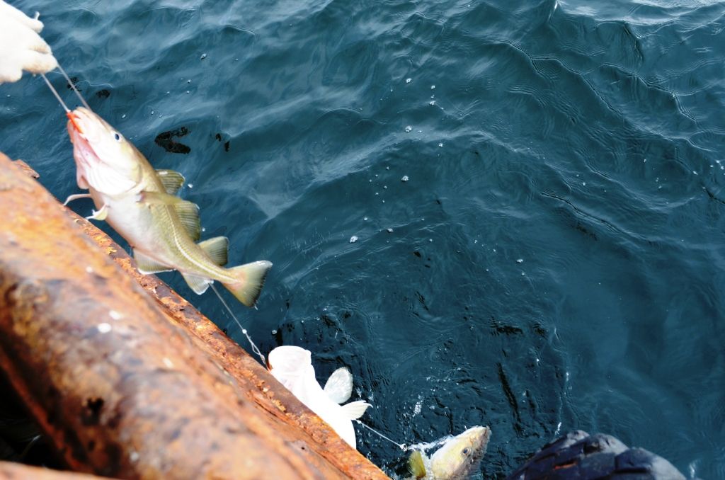 Рыбалка на черном море с берега — виды рыб и снасти для ловли