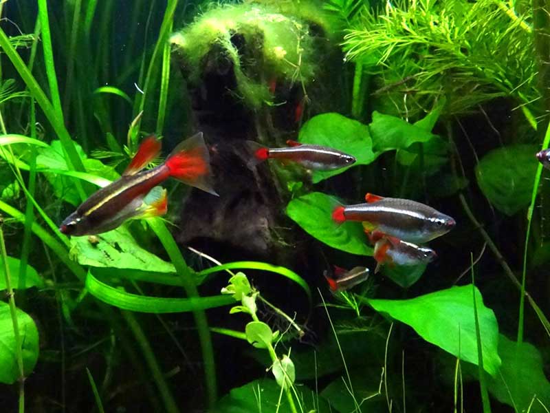 Рыбка кардинал в естественной среде обитания и аквариуме