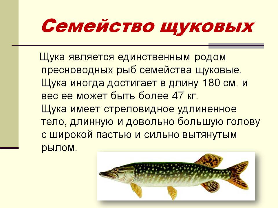 Рыба палтус: описание, внешний вид, образ жизни, места обитания