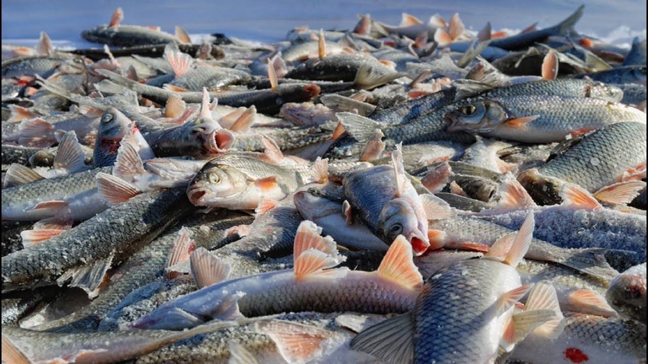 Рыбацкая молитва. заговор на хорошую рыбалку. заговор для удачи на рыбном промысле