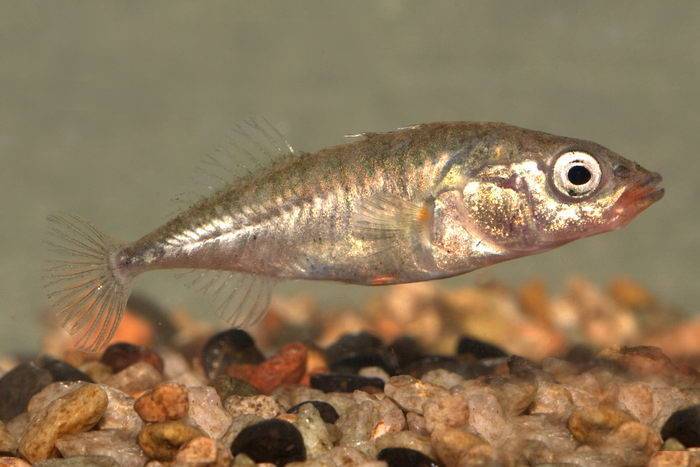 Рыба колюшка: среда обитания, внешние характеристики, образ жизни, размножение колюх