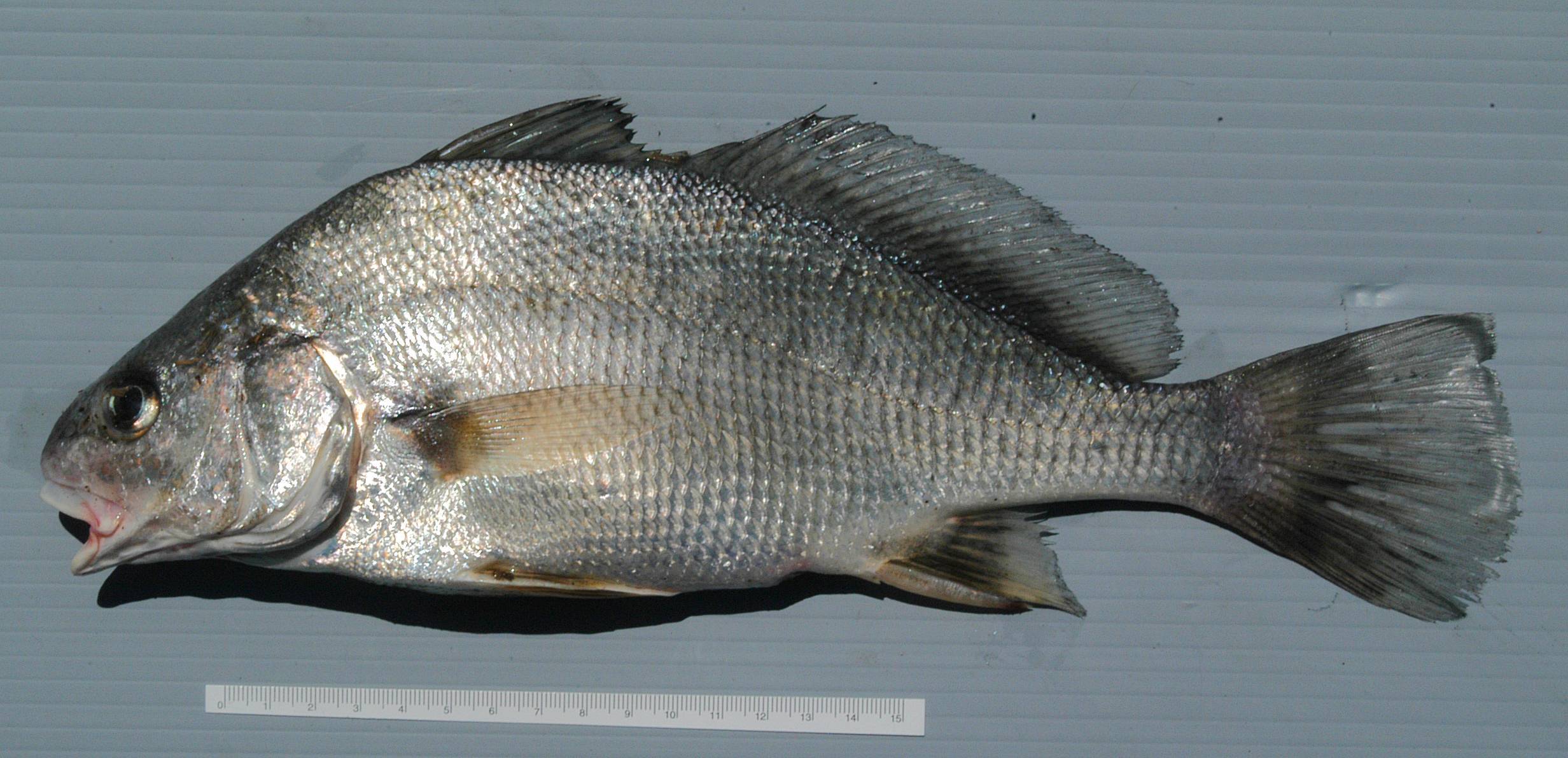 Голец усатый фото и описание – каталог рыб, смотреть онлайн