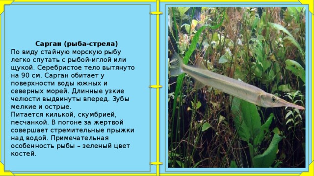 Рыба осетр