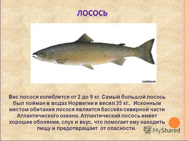 Рыба форель - польза и вред для организма, полезные свойства и противопоказания