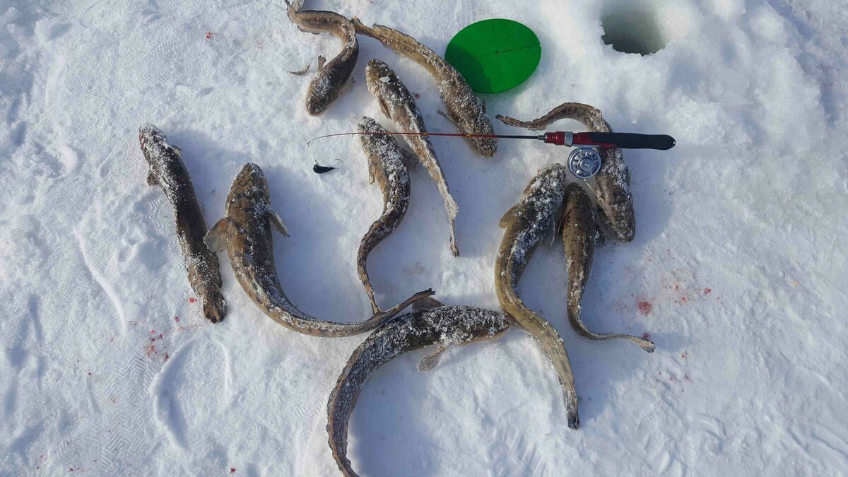 Cтукалка на налима: эффективная снасть для зимней ловли