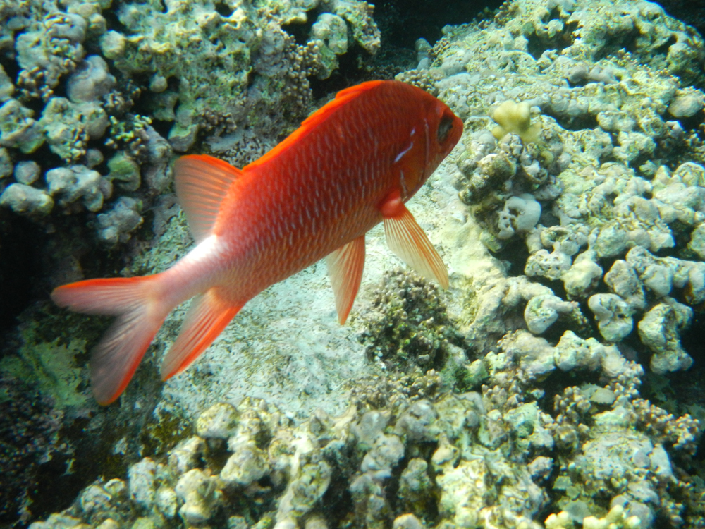Снеток фото и описание – каталог рыб, смотреть онлайн