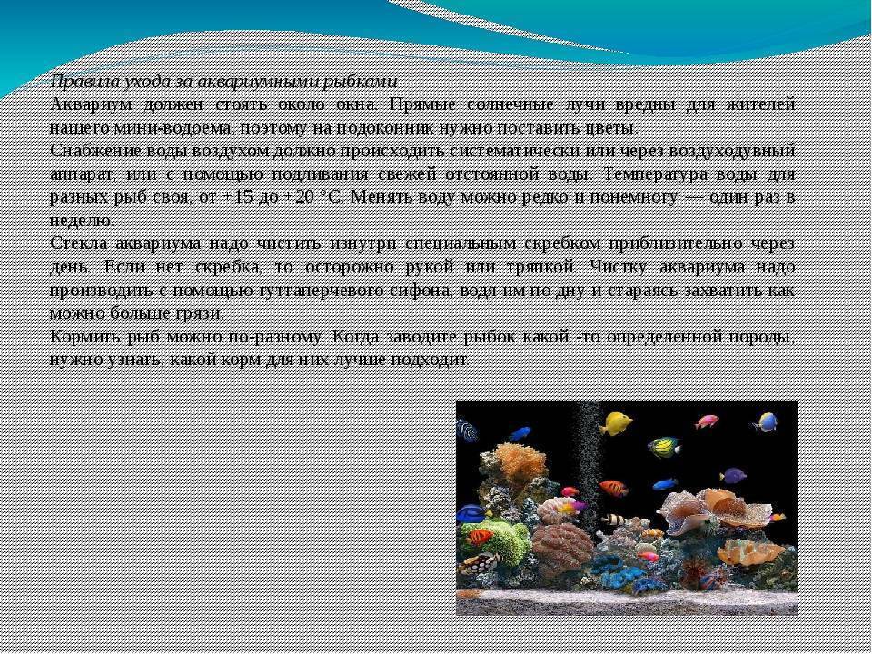 Содержание аквариумных рыбок - 140 фото и рекомендации по созданию оптимальных условий
