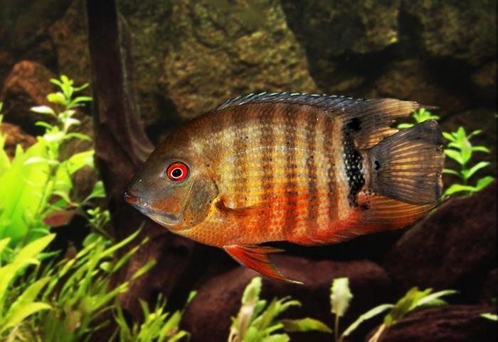Рыбка северум: 7 популярных видов с фото ложного дискуса