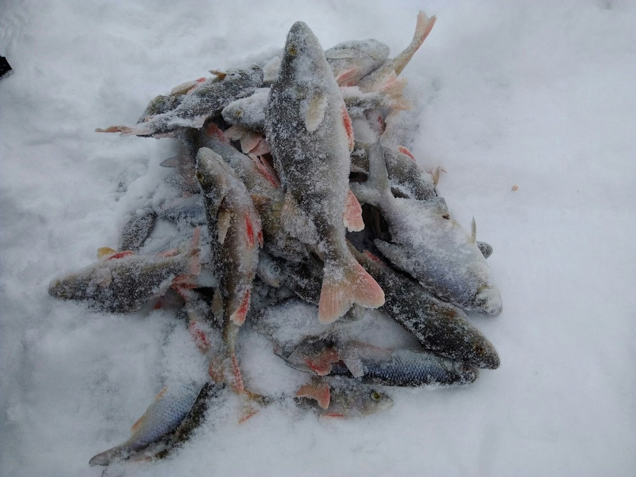 Места для рыбалки в самарской области – платная и бесплатная рыбалка!