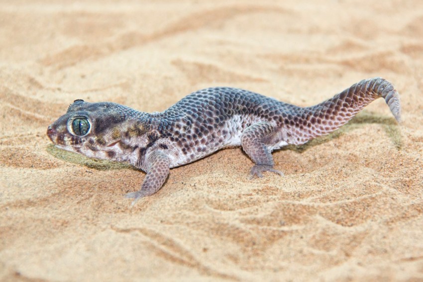 Ящерица геккон: фото и описание, среда обитания, уход и кормление в домашних условиях, невероятные факты :: syl.ru