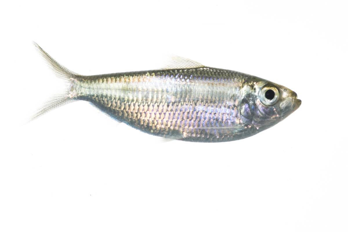 Верхогляд фото и описание – каталог рыб, смотреть онлайн