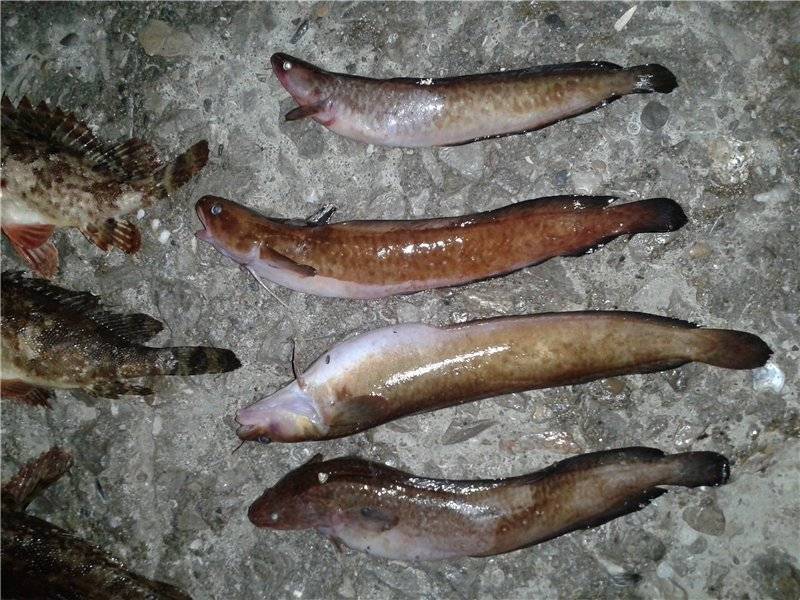 Что за рыба пелядь: рыбалка на сырок, где водится, фото