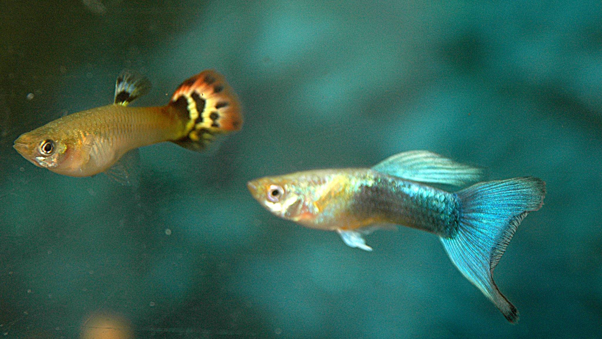 Рыбки Гуппи: особенности содержания и разведения