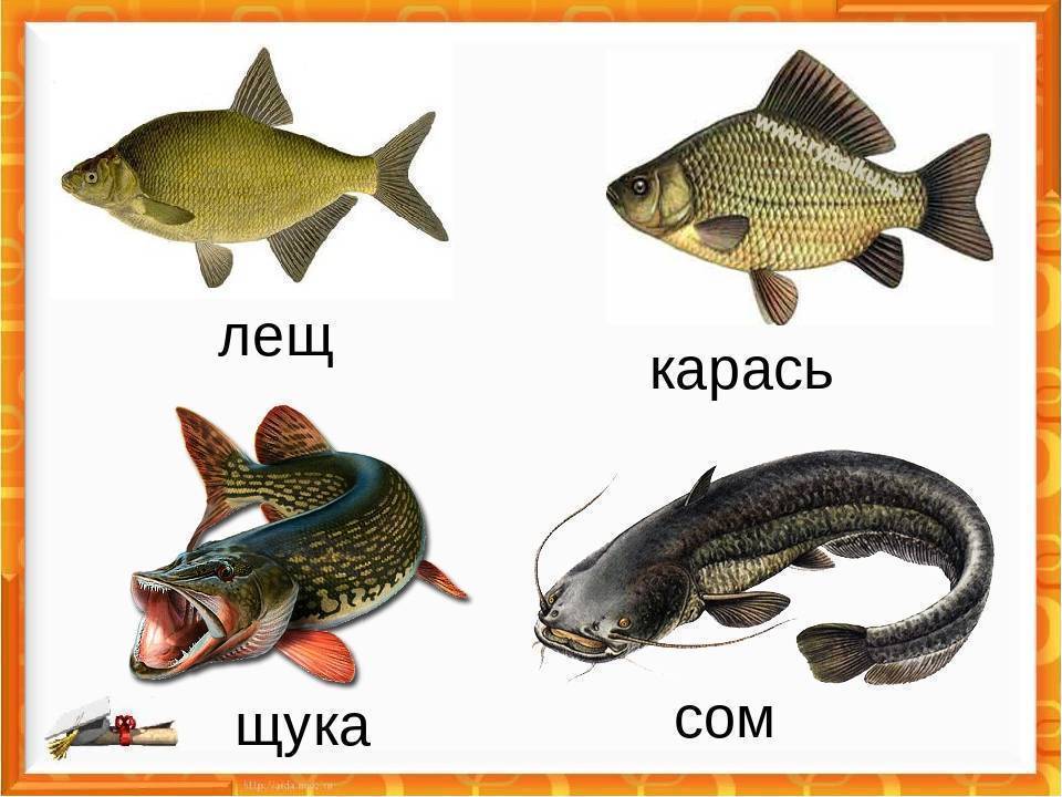 Пресноводная рыбалка в крыму 2021 - форель, щука, карп, карась, сазан, окунь... - перекоп.ру