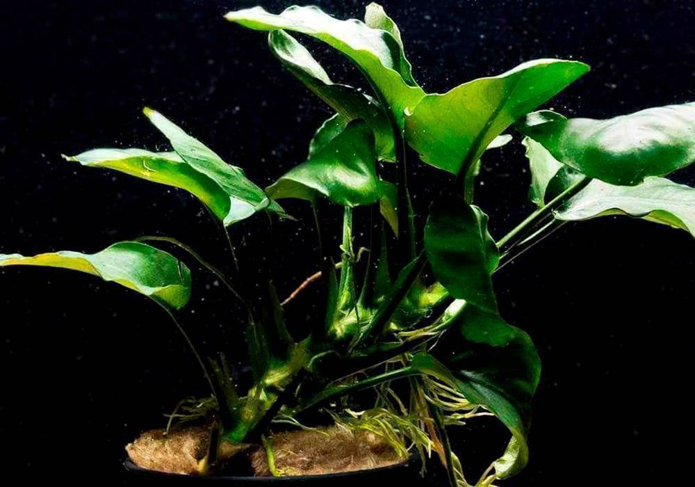 Анубиасы из семян: от и до… - ароидные: от болота до аквариума