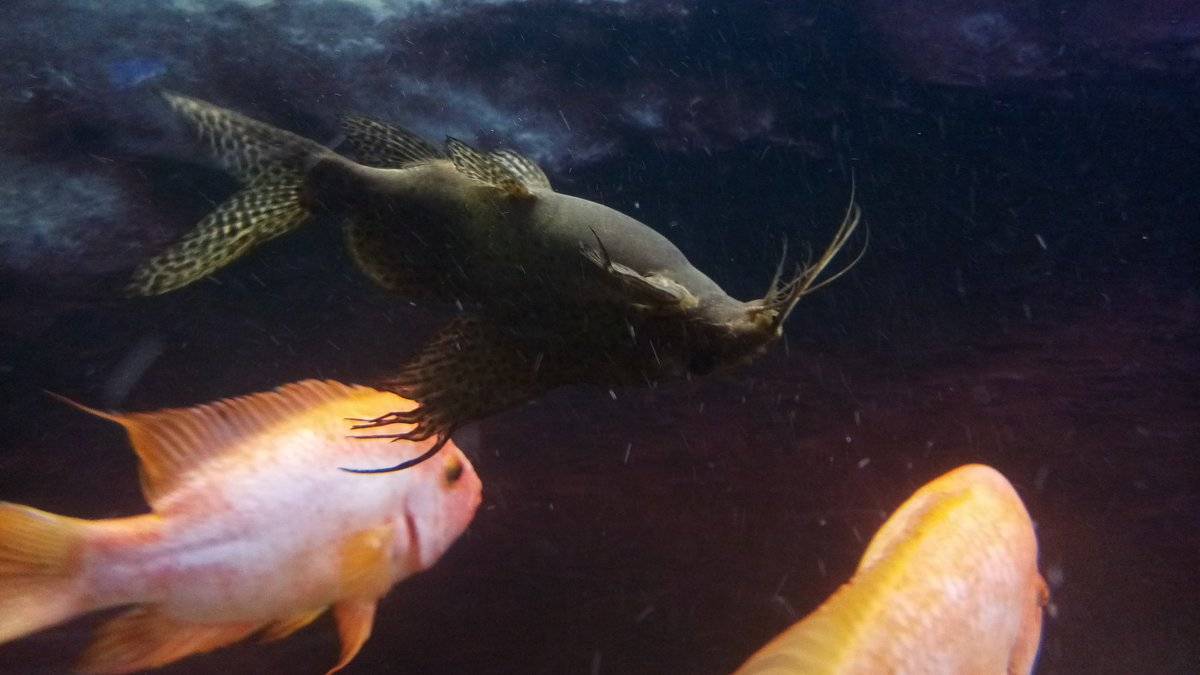 Золотая рыбка плавает сверху. золотая рыбка всплывает к поверхности воды — что делать