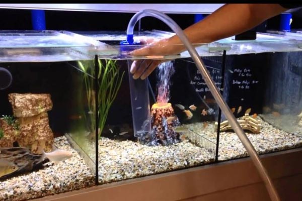 Как правильно помыть аквариум с рыбками