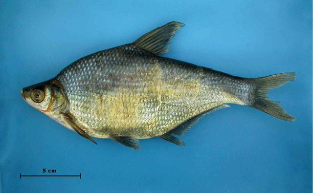 Сослик фото и описание – каталог рыб, смотреть онлайн
