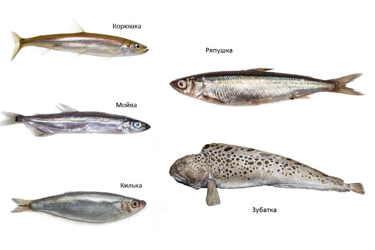 Рыба корюшка: описание, виды, ловля и рецепты
