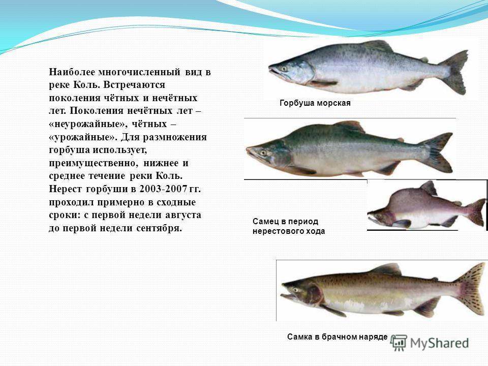 Рыба горбуша с фото: где водится и как выглядит, к какому семейству относится, её виды, чем питается, сколько живёт и средний вес