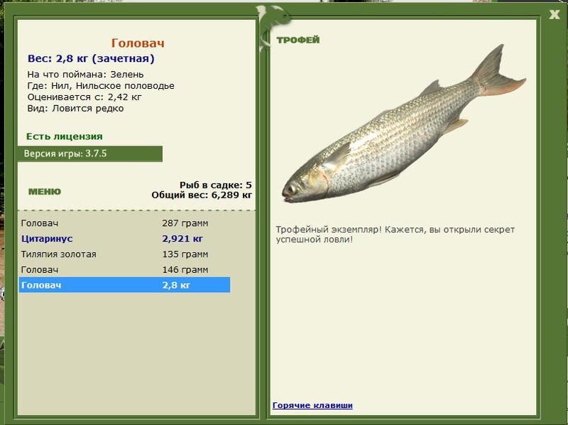 Рыба окунь (фото). речная рыба окунь. морской окунь